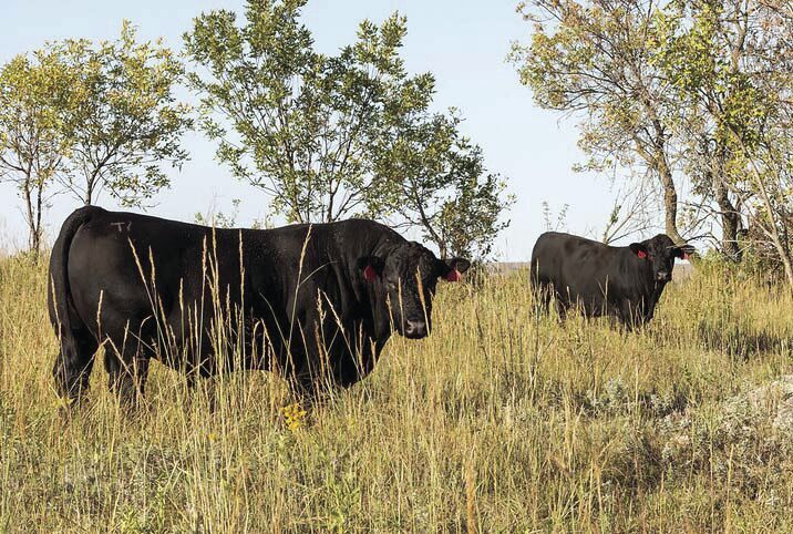 Bull testing